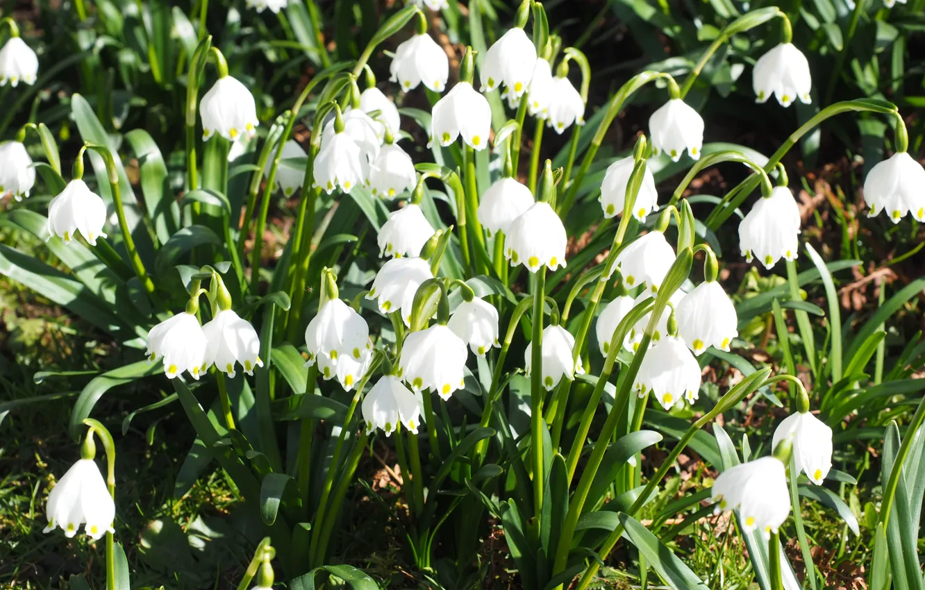 Photo wallpaper greens, light, flowers, glade, spring, snowdrops, white, buds