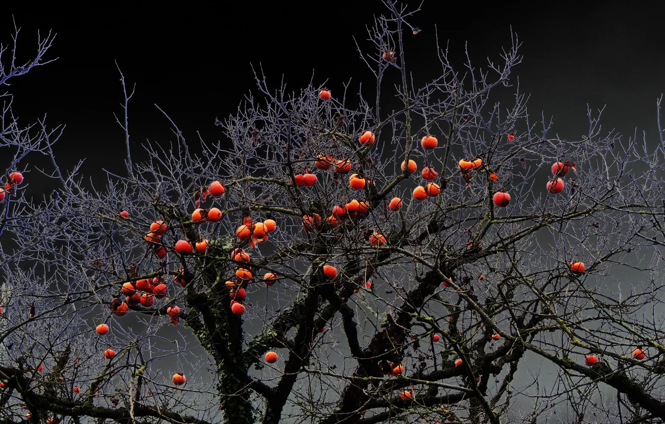 Photo wallpaper nature, apples, Apple