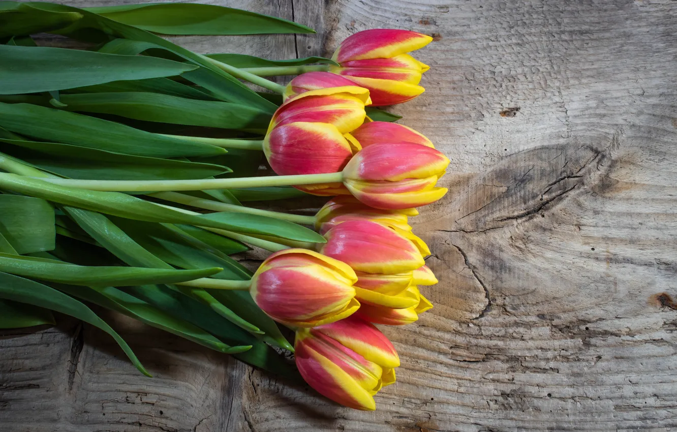 Photo wallpaper flowers, bouquet, spring, tulips, nature