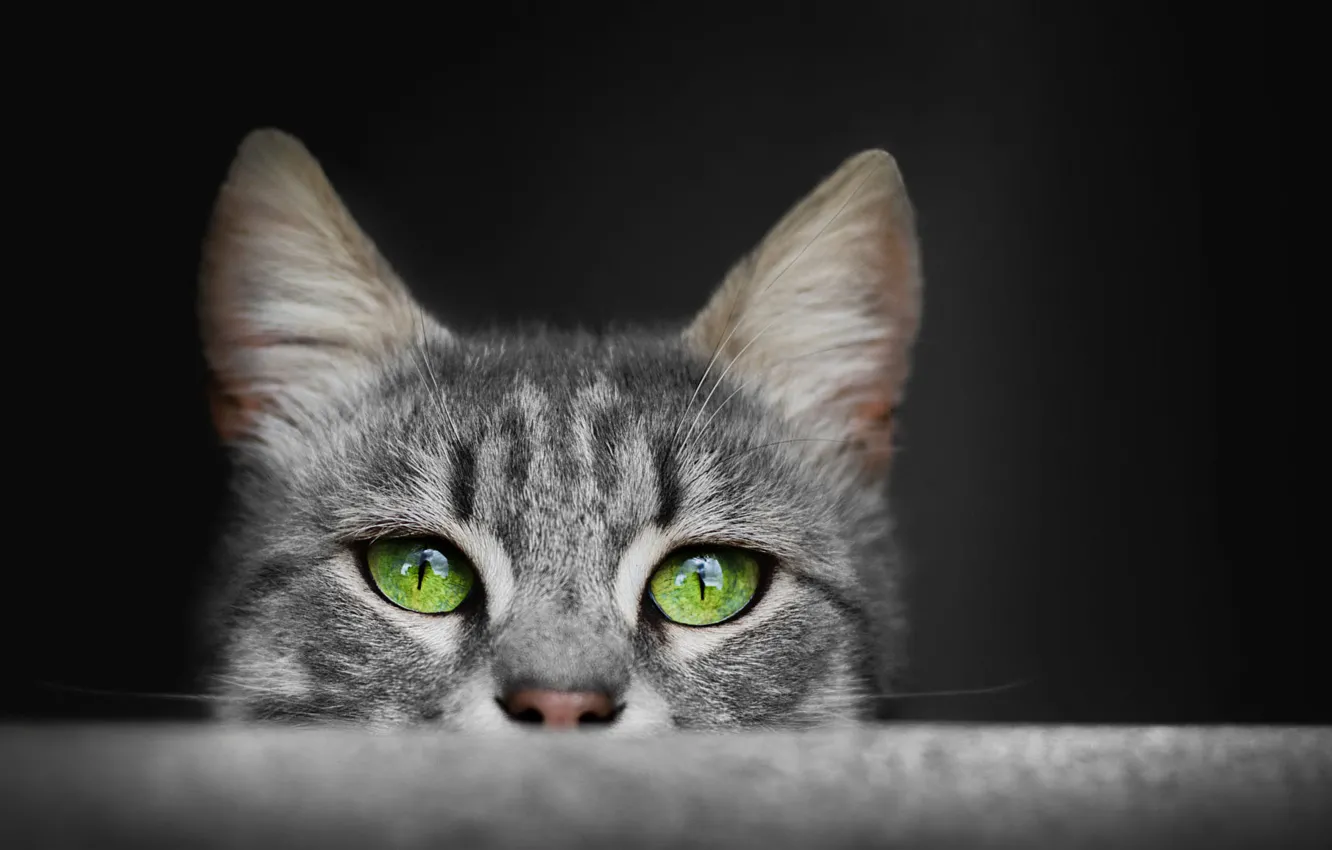 Photo wallpaper eyes, cat, grey, fluffy, ears, green eyes