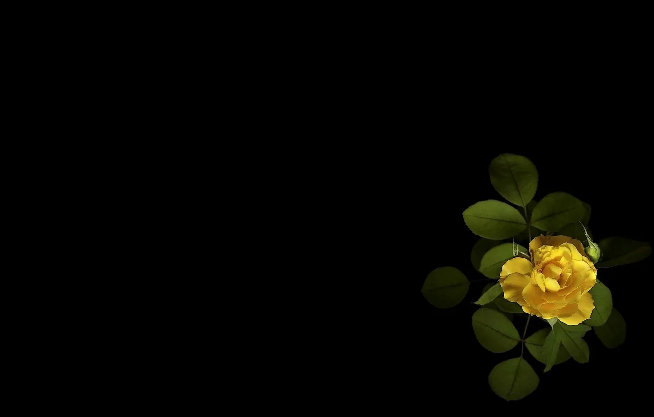 Photo wallpaper flower, green leaves, minimalism, Bud, black background, tea rose, picture, yellow petals