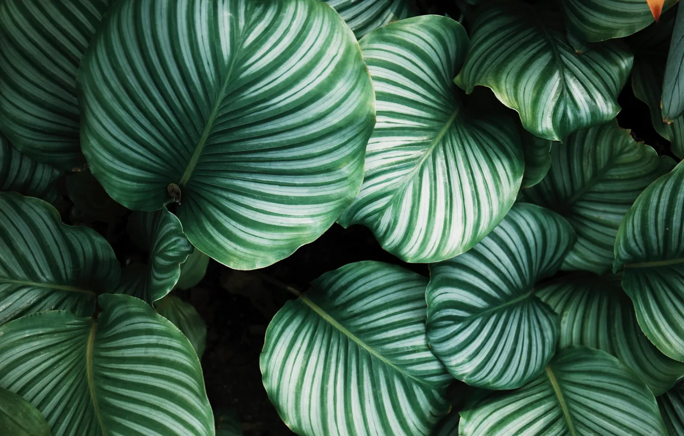 Discover 800+ Desktop backgrounds plants for Your Love of Green on Screens