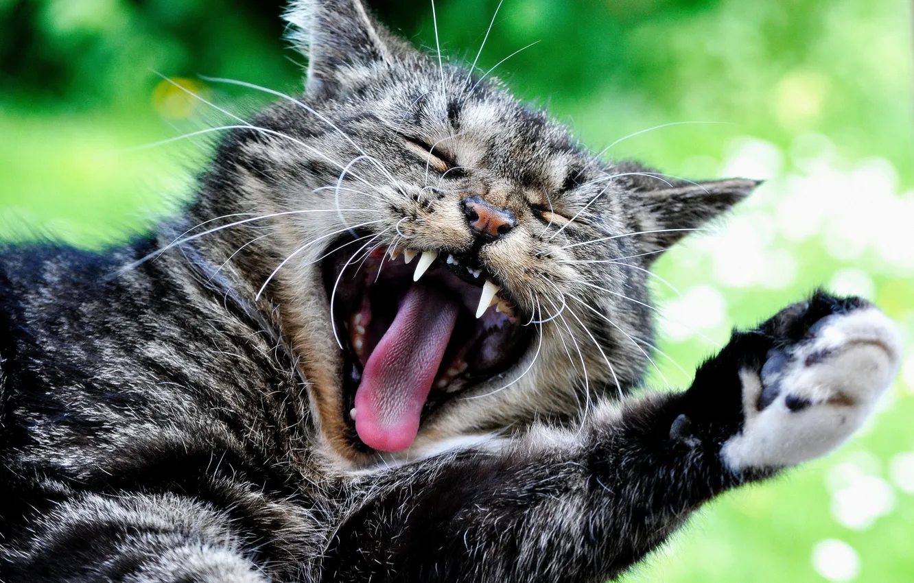 Photo wallpaper cat, cat, paw, face, yawn, cat