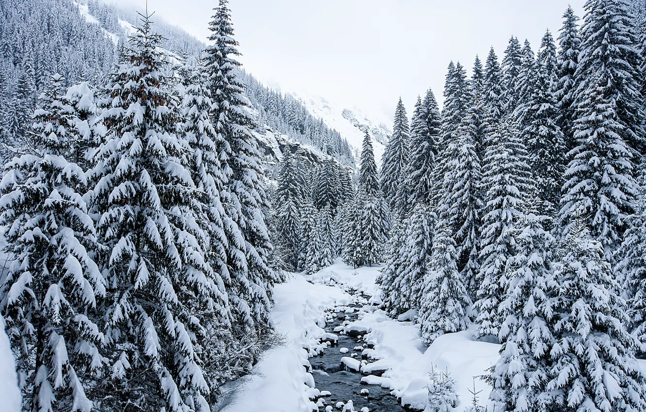 Photo wallpaper winter, snow, trees, landscape, tree, river, landscape, winter, snow, fir trees
