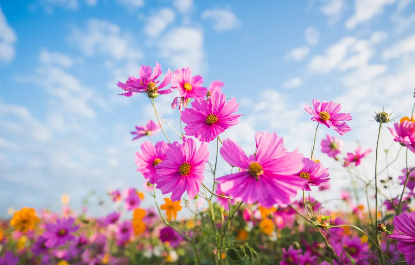 Photo wallpaper field, summer, the sky, the sun, flowers, colorful, meadow, summer, pink, field, pink, flowers, cosmos, …