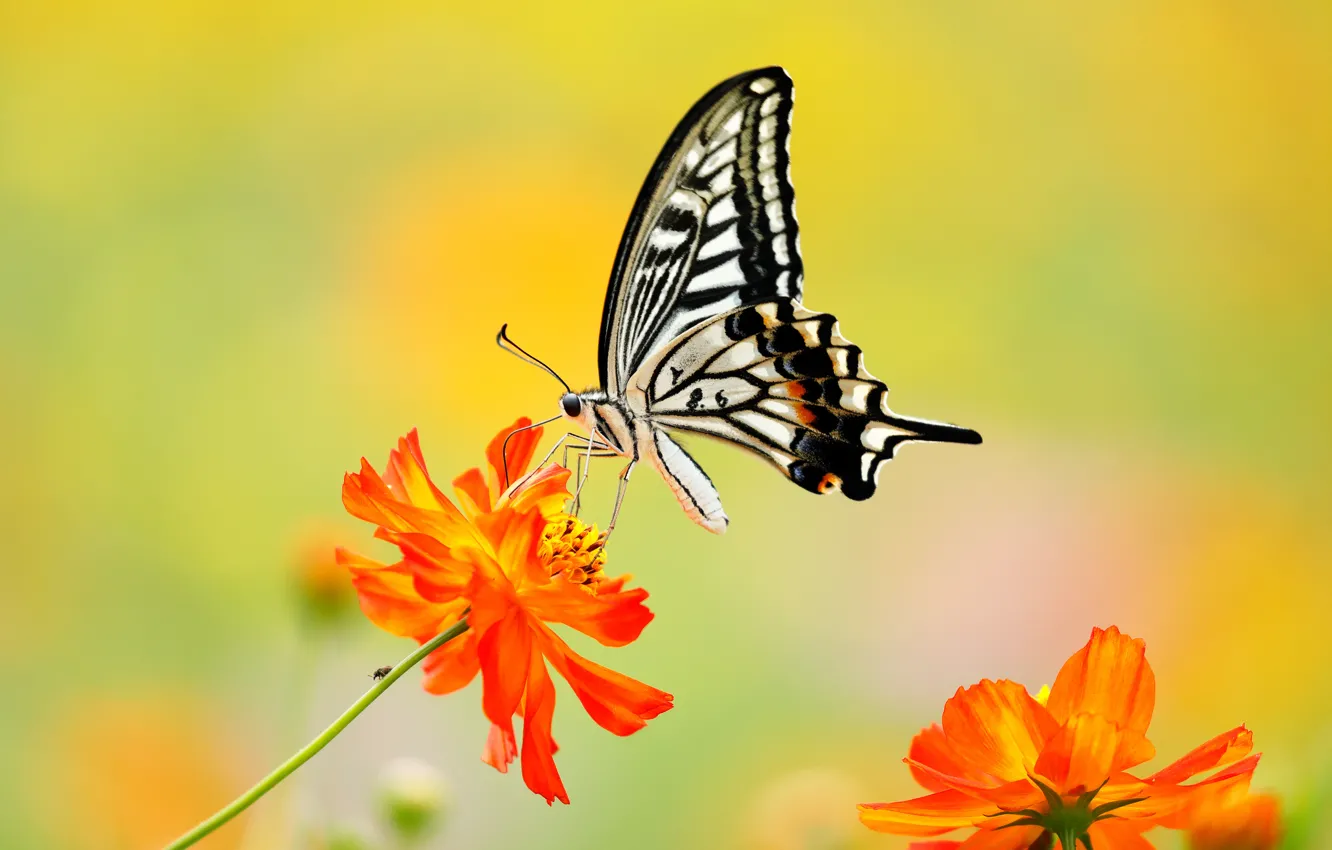 Photo wallpaper macro, flowers, background, butterfly, kosmeya