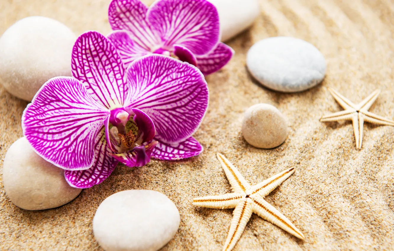 Wallpaper sand, flowers, stones, Orchid, pink, flowers, sand, orchid