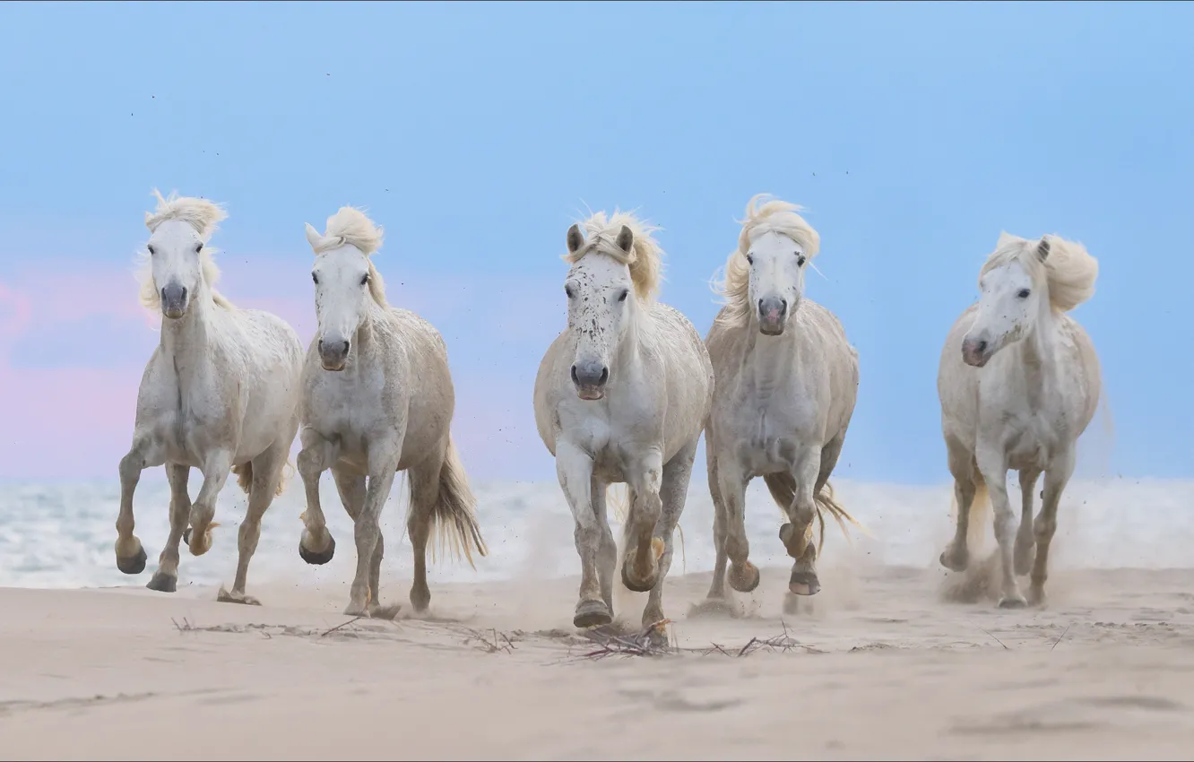 Wallpaper animals, horse, five, horses, five, Animals, jump, gallop images  for desktop, section животные - download