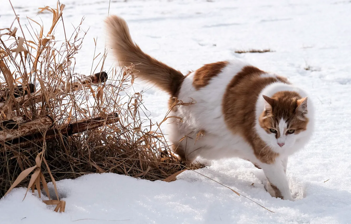 Wallpaper winter, field, cat, cat, snow, nature, pipe, pose, red, the snow, spotted, dry grass, red & white for desktop, section - download