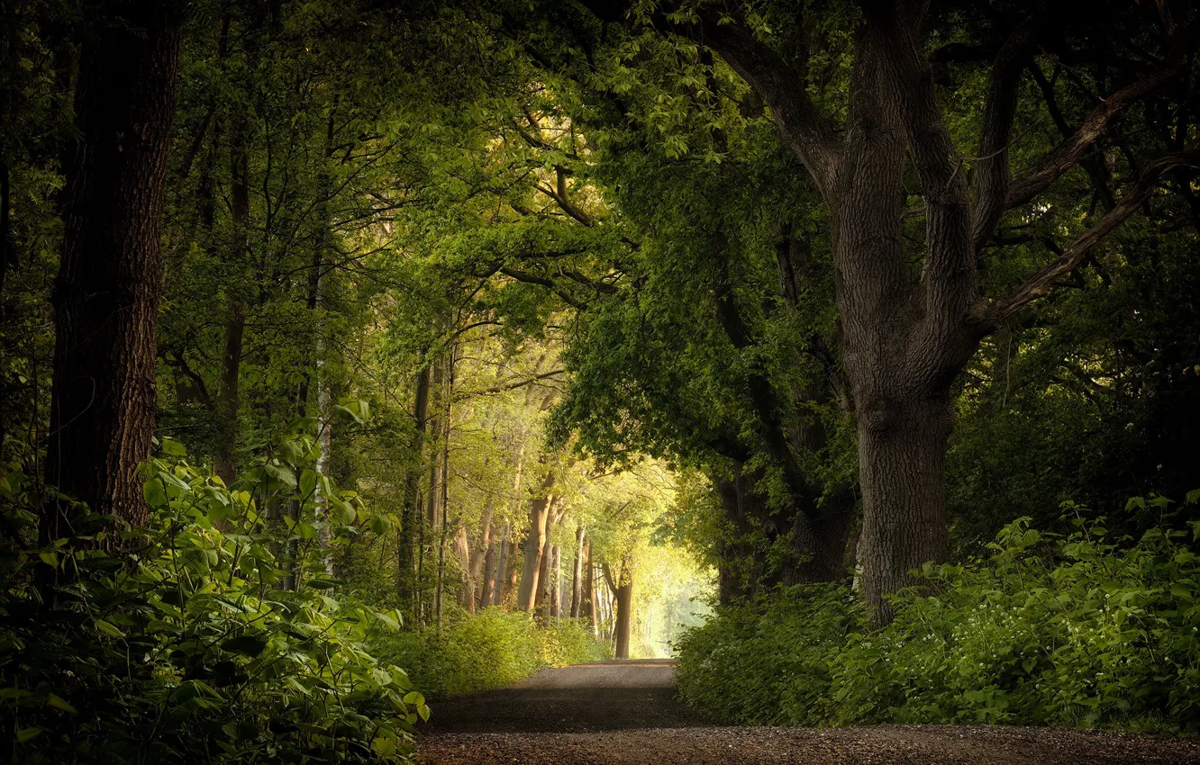 Photo wallpaper road, forest, trees, Netherlands