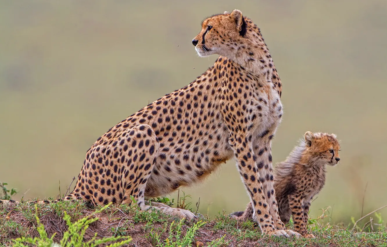 Photo wallpaper grass, pose, baby, Cheetah, cub, mother, cheetahs, two Cheetah