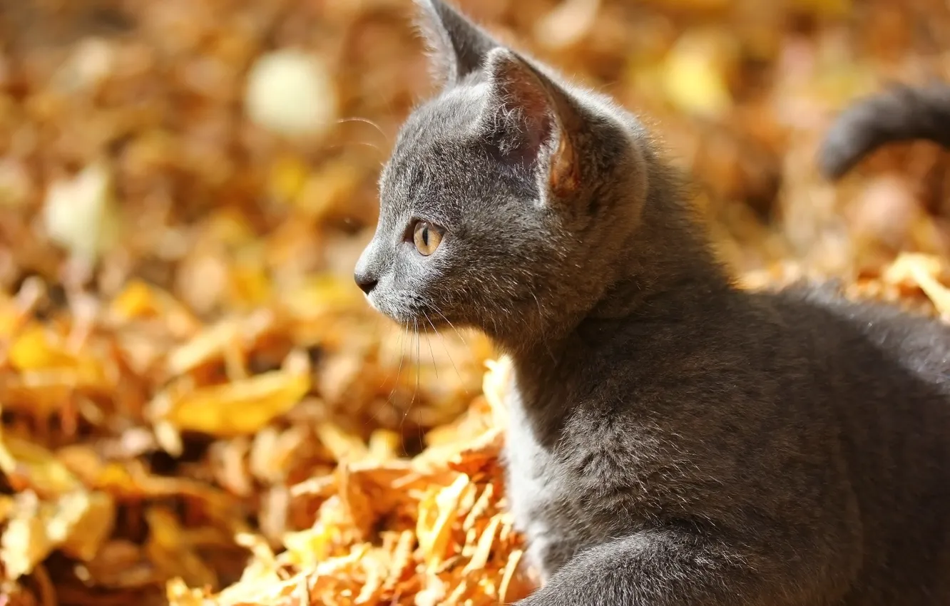 Photo wallpaper autumn, kitty, background