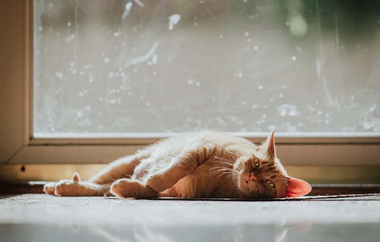 Wallpaper cat, cat, light, pose, window, red, lies images for desktop,  section кошки - download