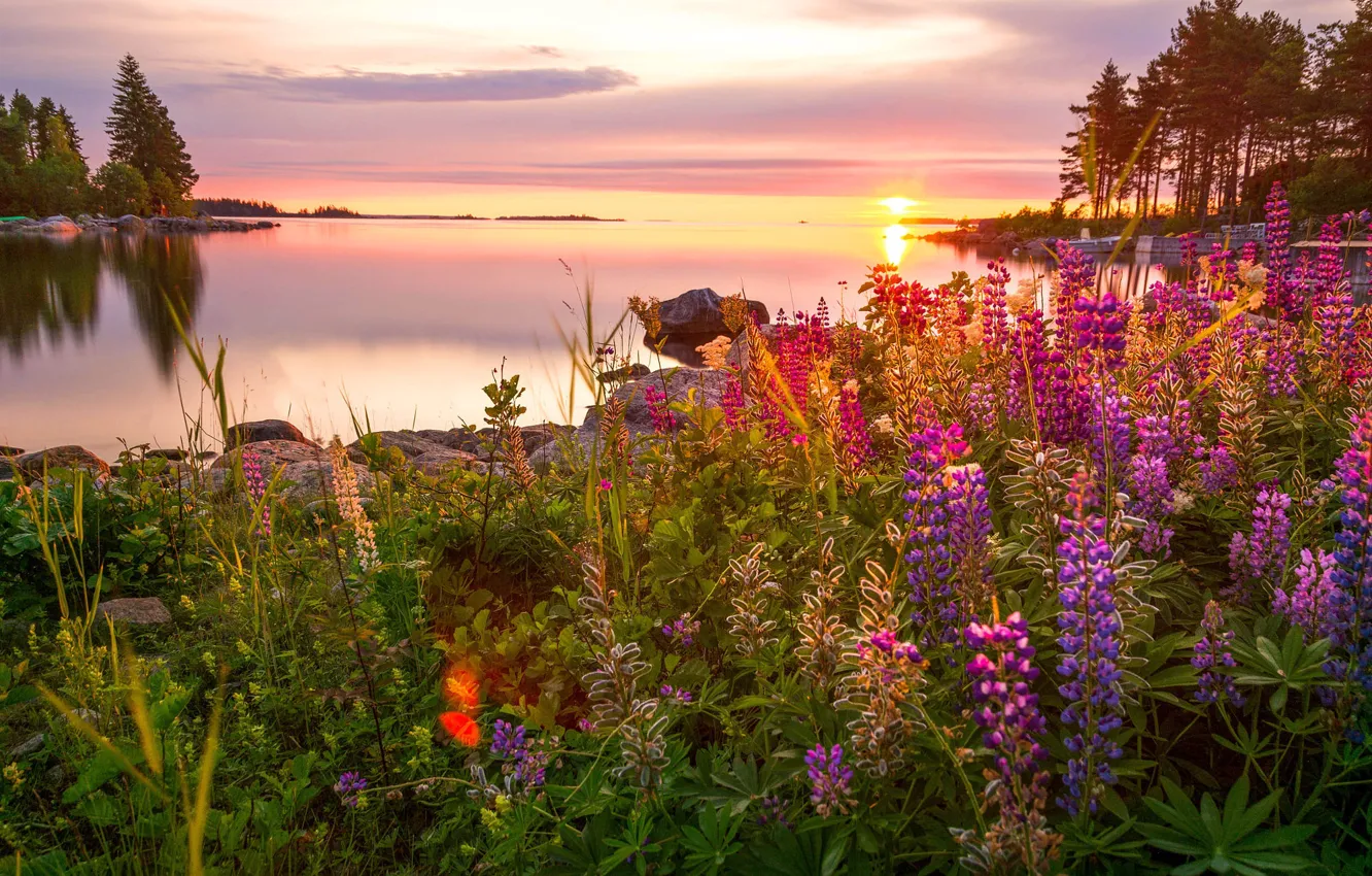 Photo wallpaper summer, grass, trees, landscape, flowers, nature, lake, stones, dawn, morning, Bank, lupins