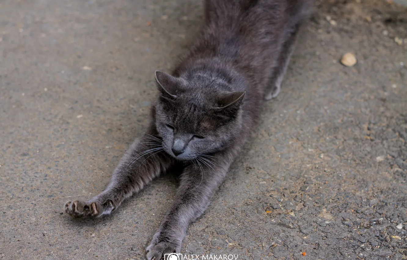 Photo wallpaper cat, grey, potyagushki