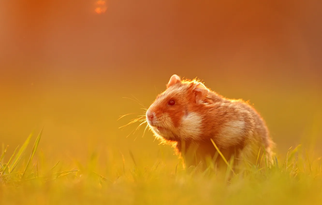 Photo wallpaper background, hamster, rodent