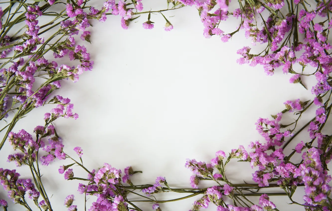 Wallpaper flowers, background, frame, flowers, purple, violet, frame images  for desktop, section цветы - download