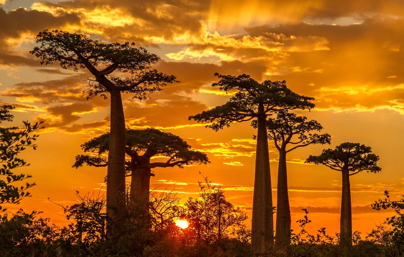 Wallpaper sunset, baobab, Madagascar images for desktop, section пейзажи -  download