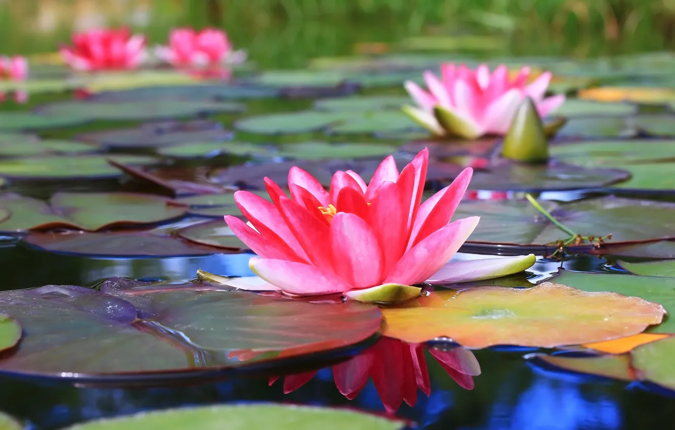 Photo wallpaper flowers, pond, Lotus, Lily, water Lily