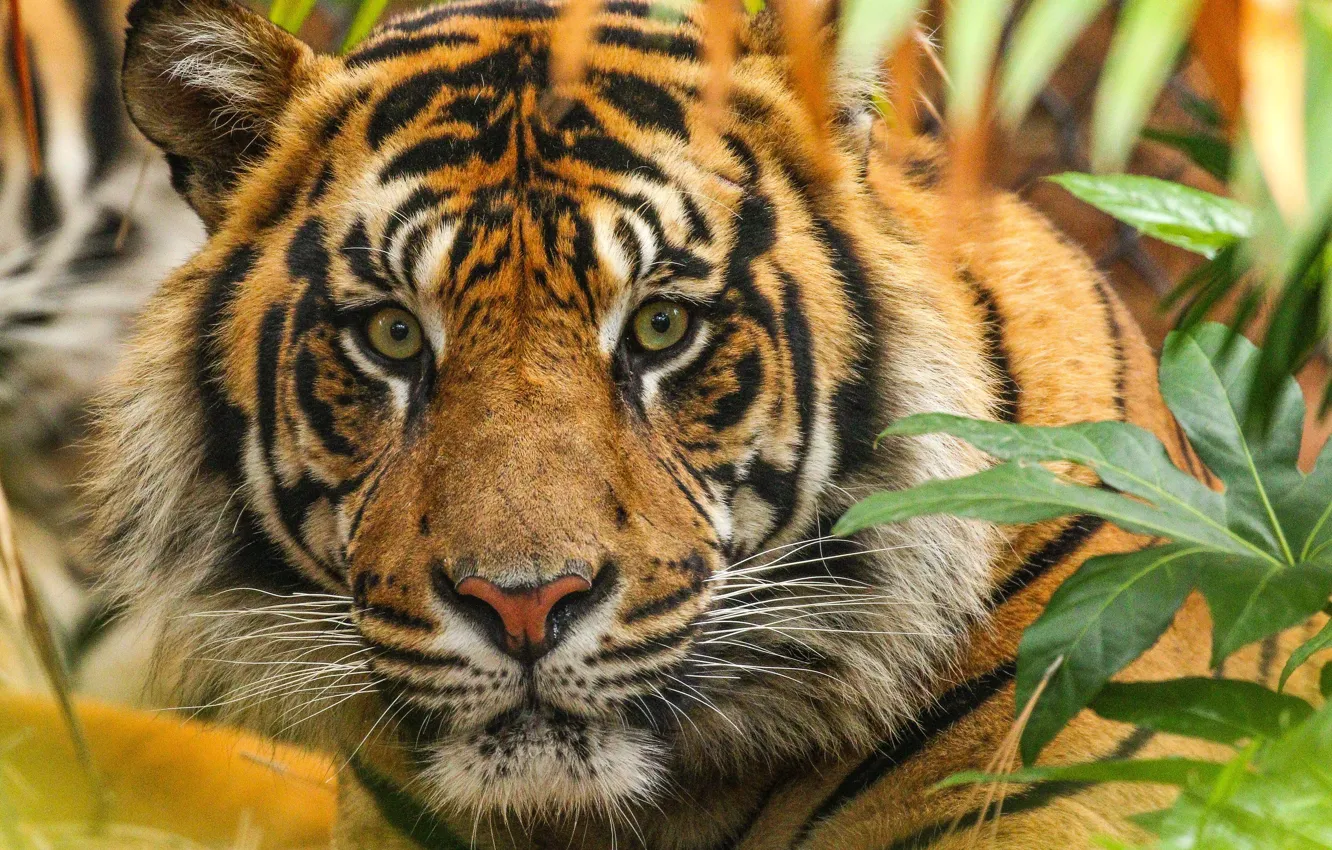 Wallpaper cat, tiger, coloring images for desktop, section кошки - download