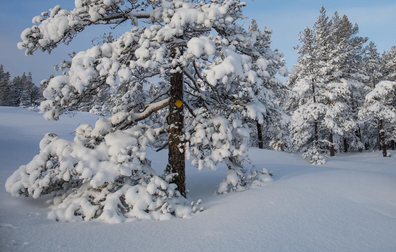 Photo wallpaper winter, snow, trees, the snow, Sweden