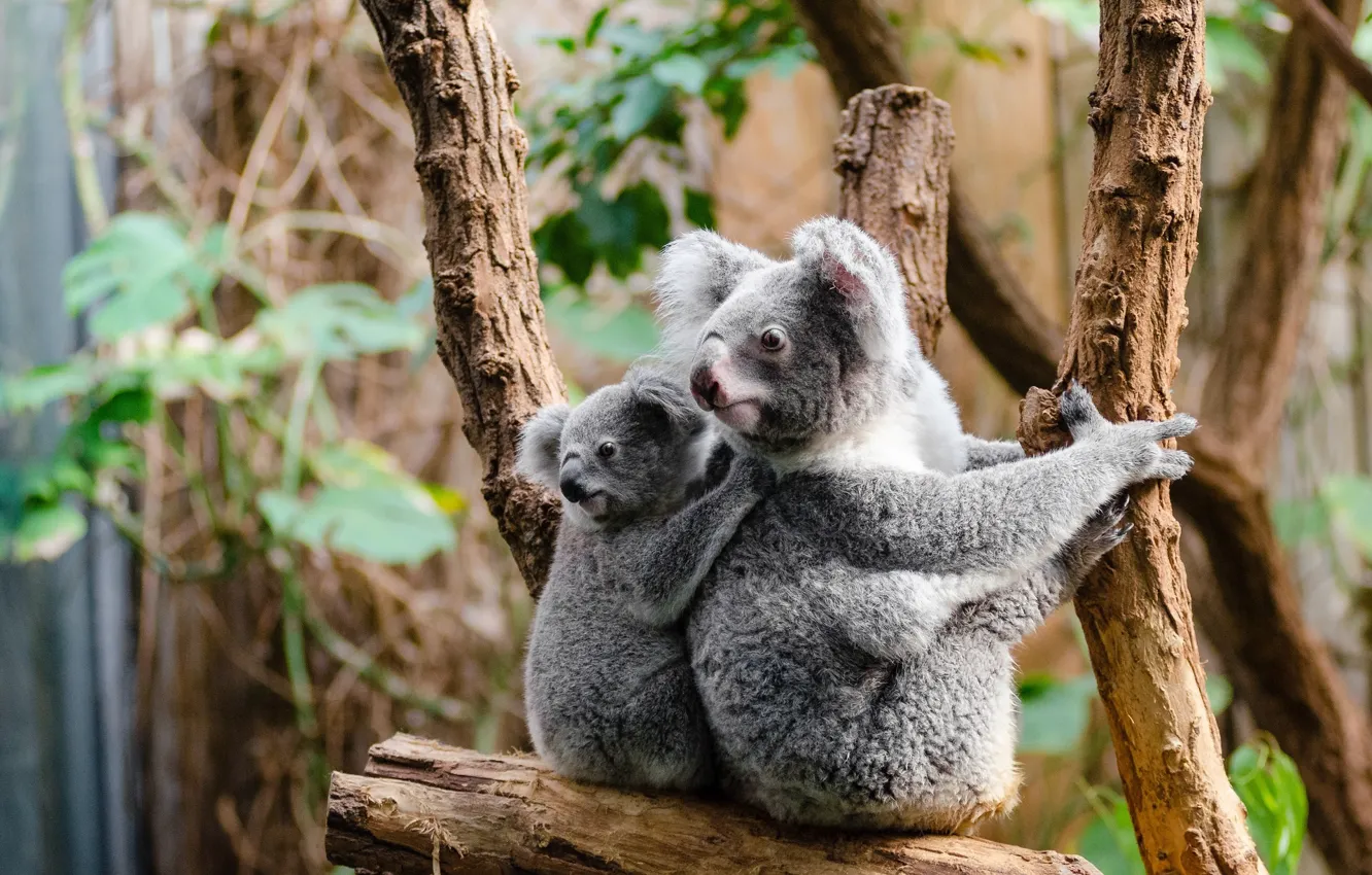 Wallpaper look, leaves, branches, nature, background, tree, baby, cub, two,  sitting, Koala, mother, cute, bears Koala images for desktop, section  животные - download