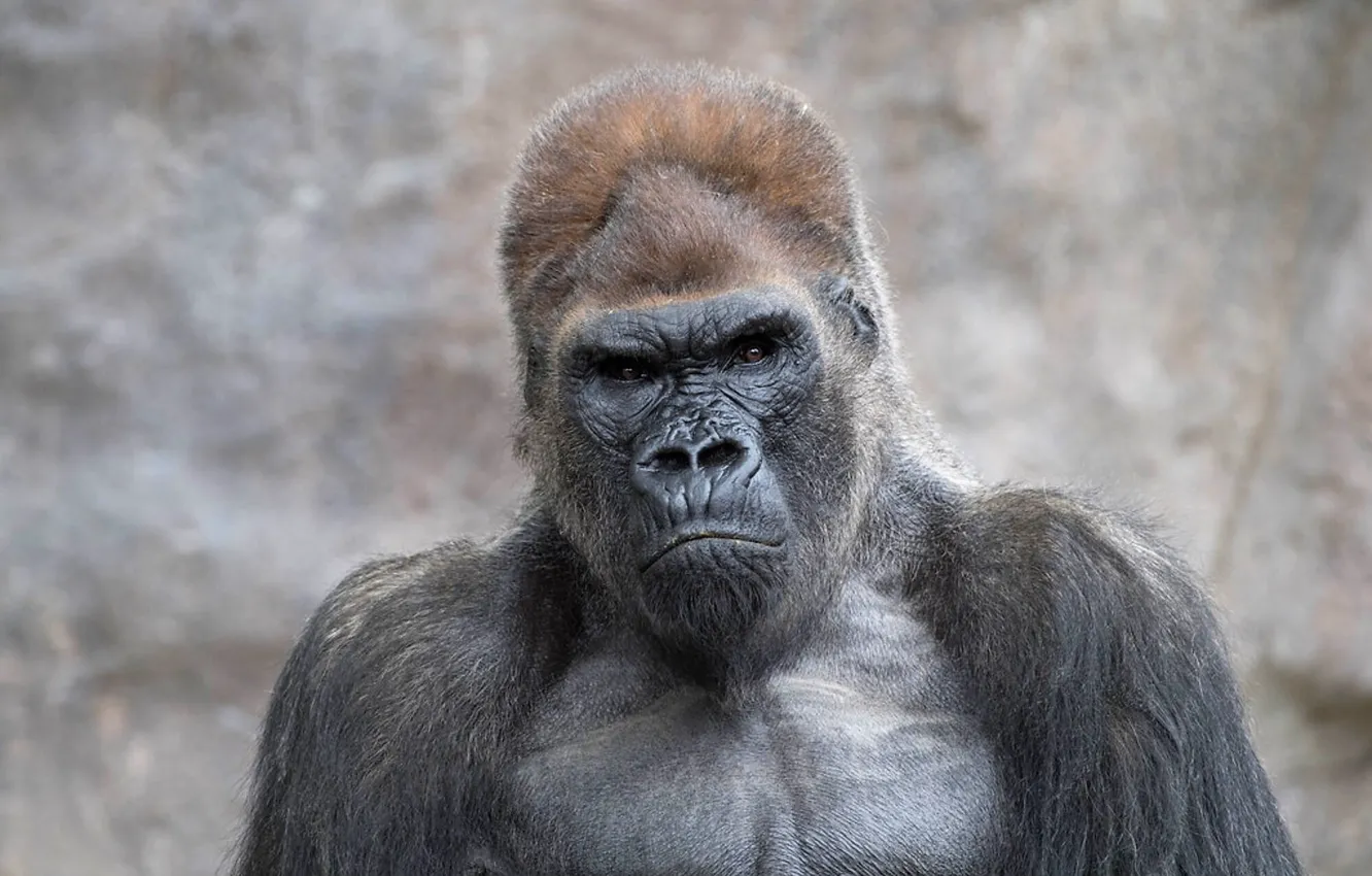 Photo wallpaper black, big, africa, gorilla, angry, strong