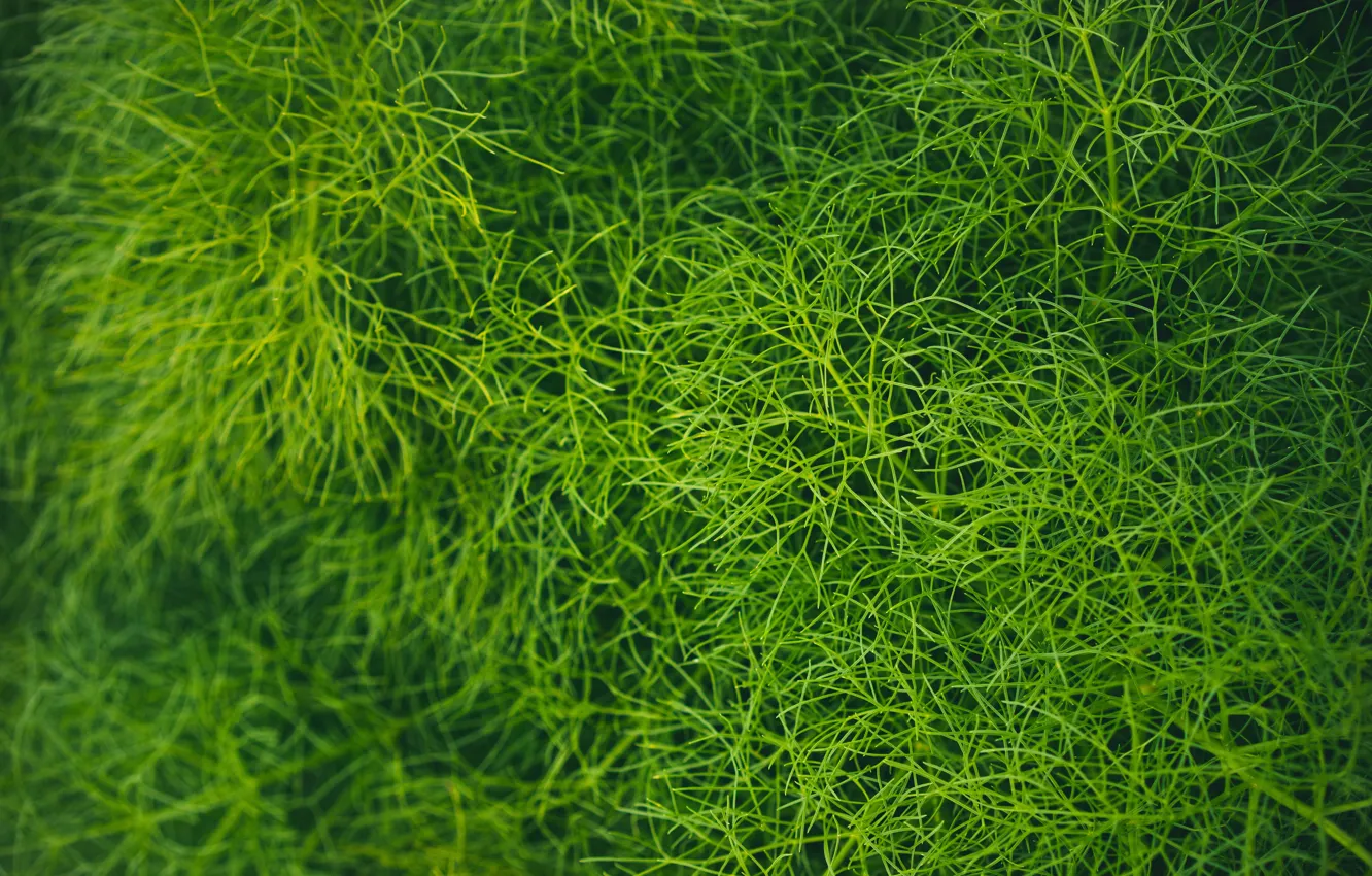 Photo wallpaper greens, grass, macro, green, vegetation, grass, plant