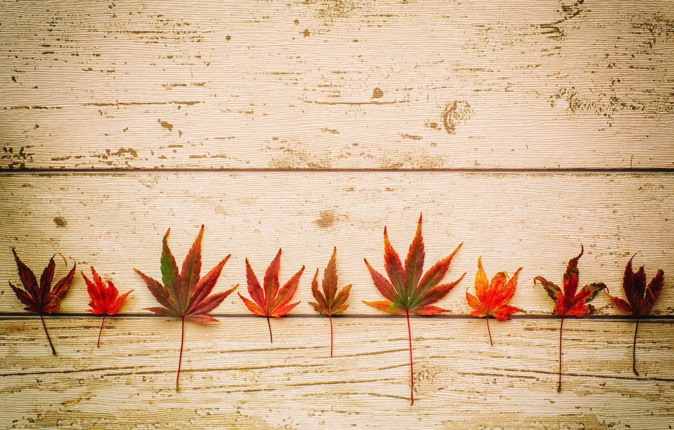 Photo wallpaper autumn, leaves, Board, maple