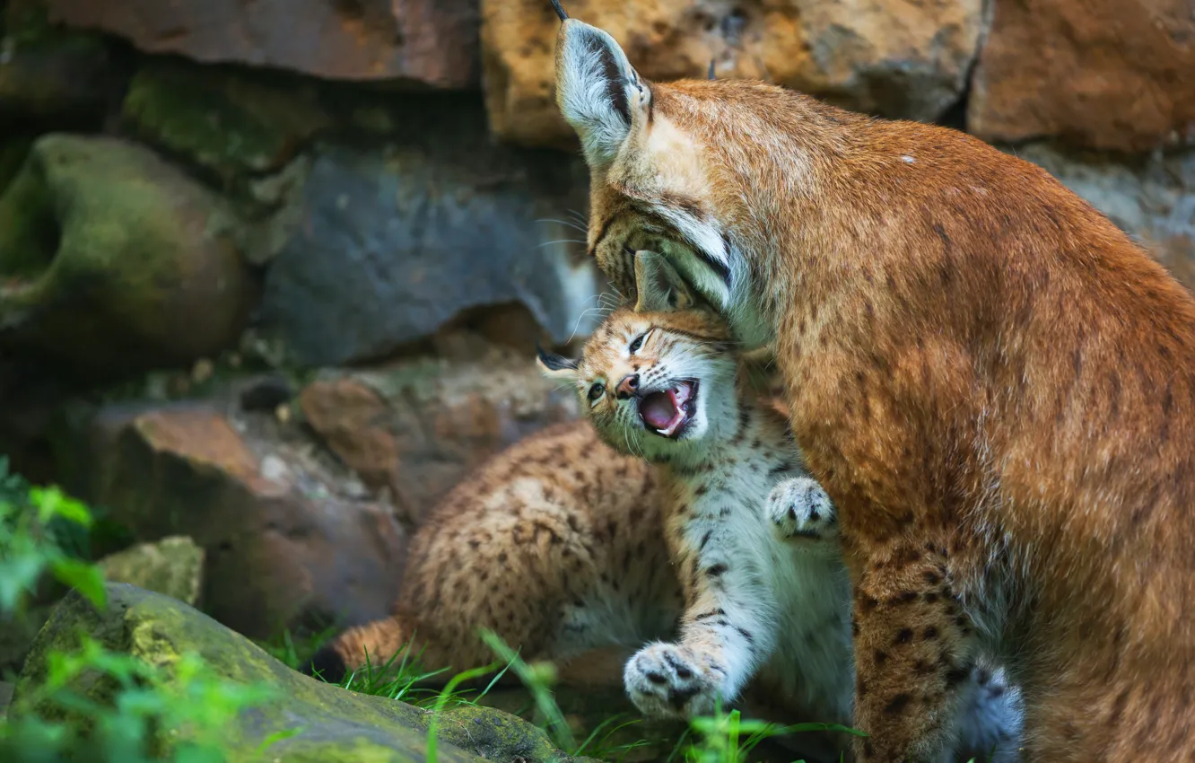 Photo wallpaper stones, kitty, two, baby, kitty, lynx, care, cub, lynx, mother, motherhood, a small lynx, a …