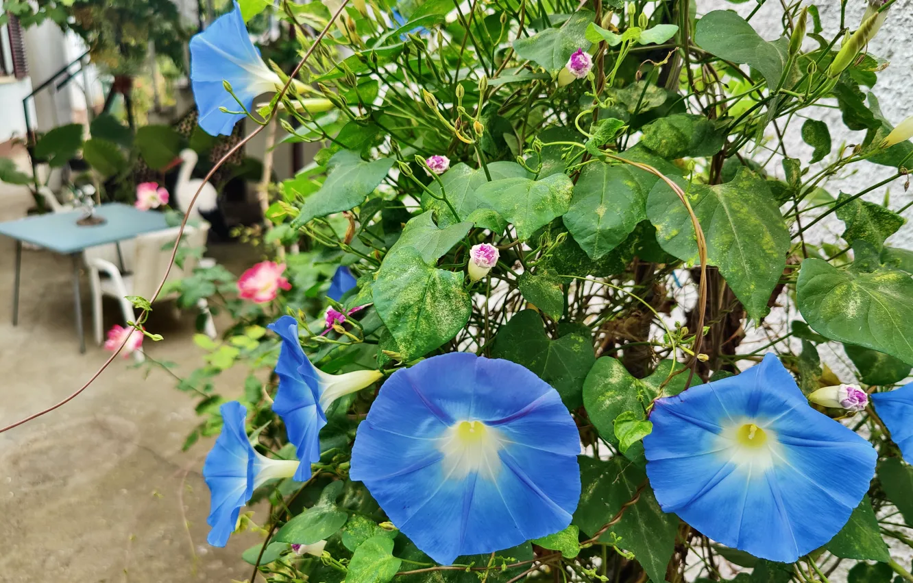 Photo wallpaper flower, leaves, blue, Liana