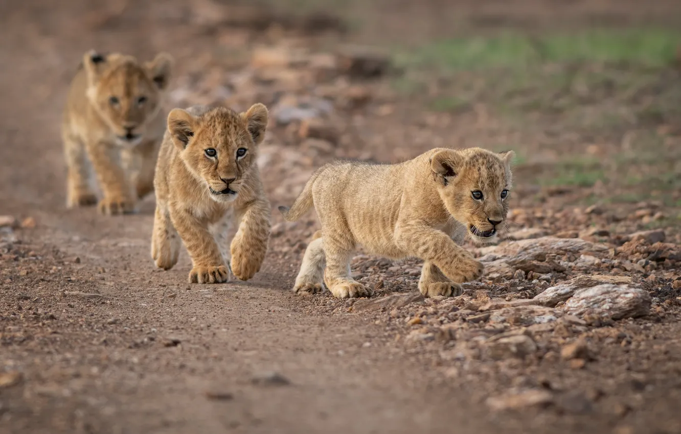 Photo wallpaper kittens, walk, wild cats, the cubs, trio, path, cubs, Trinity