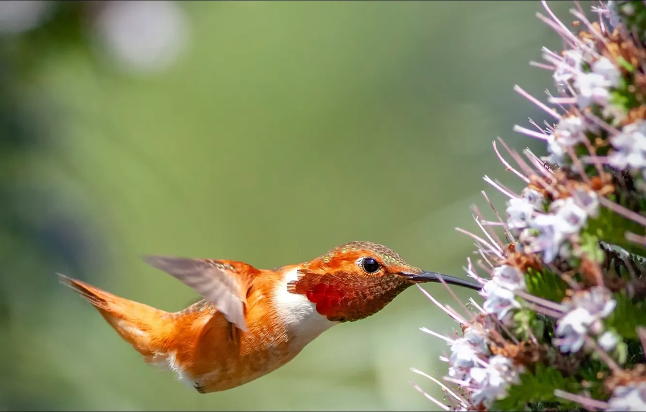 Wallpaper flower, nature, bird, Animals, hummingbird images for desktop,  section животные - download