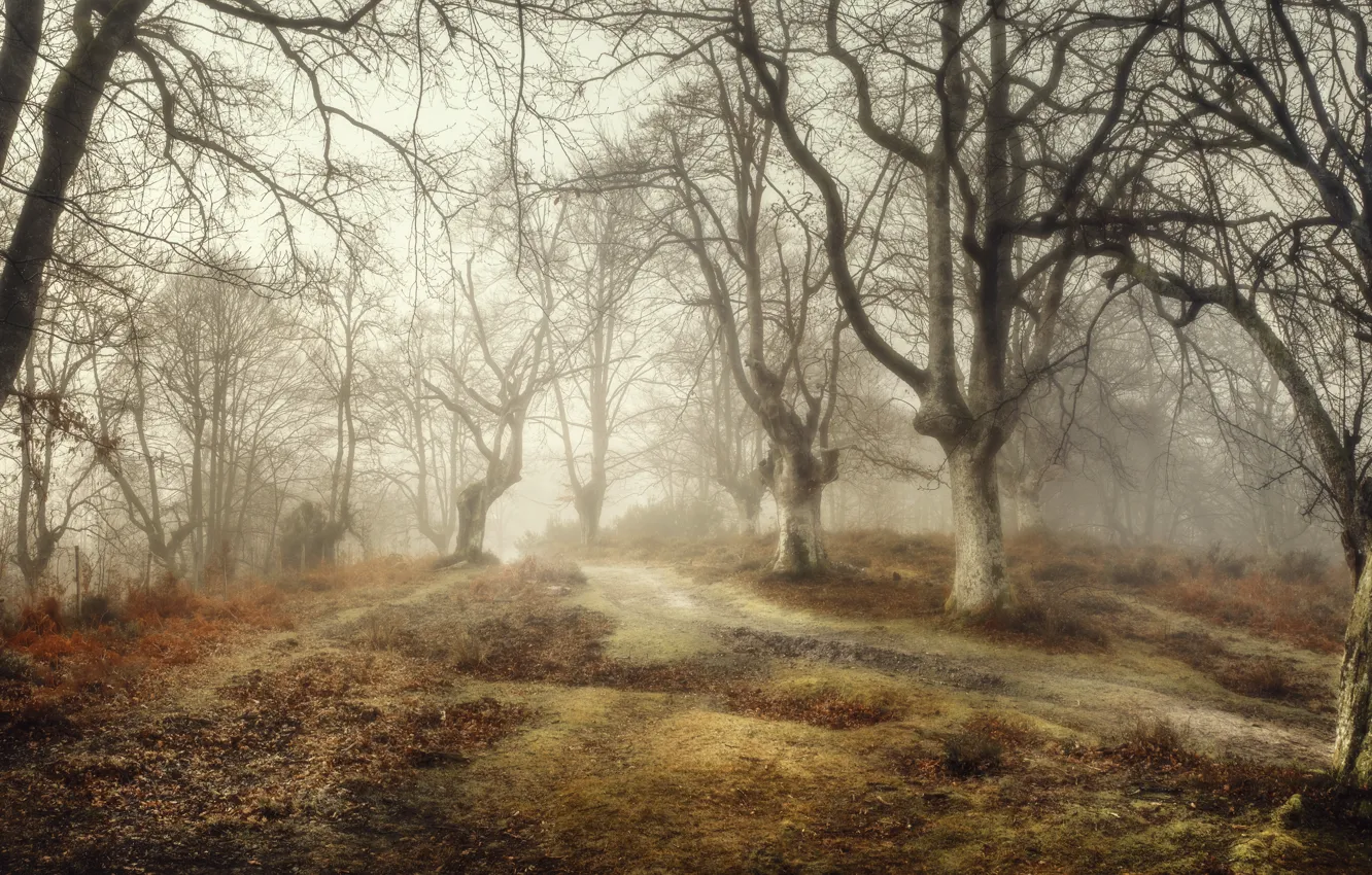 Photo wallpaper forest, fog, Spain, Basque Country