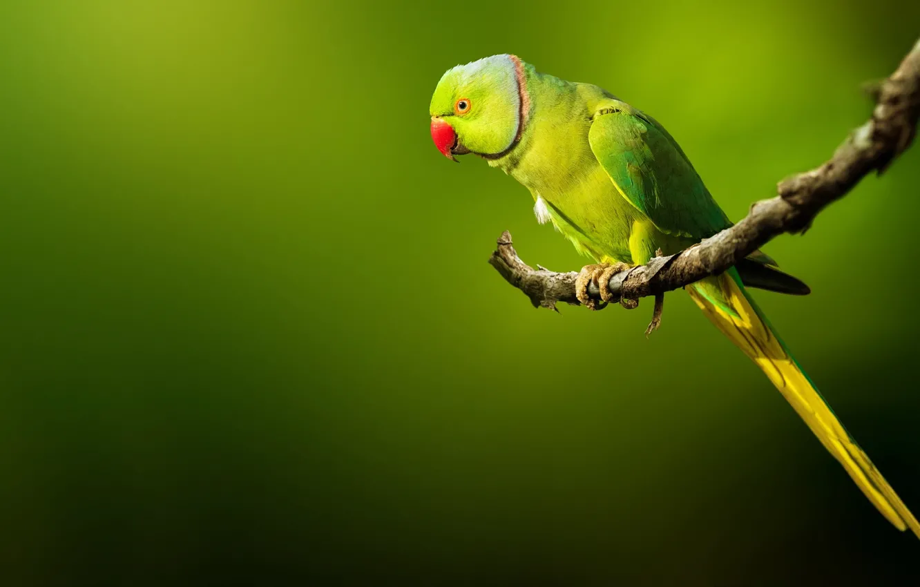 Wallpaper background, bird, branch, parrot images for desktop, section  животные - download