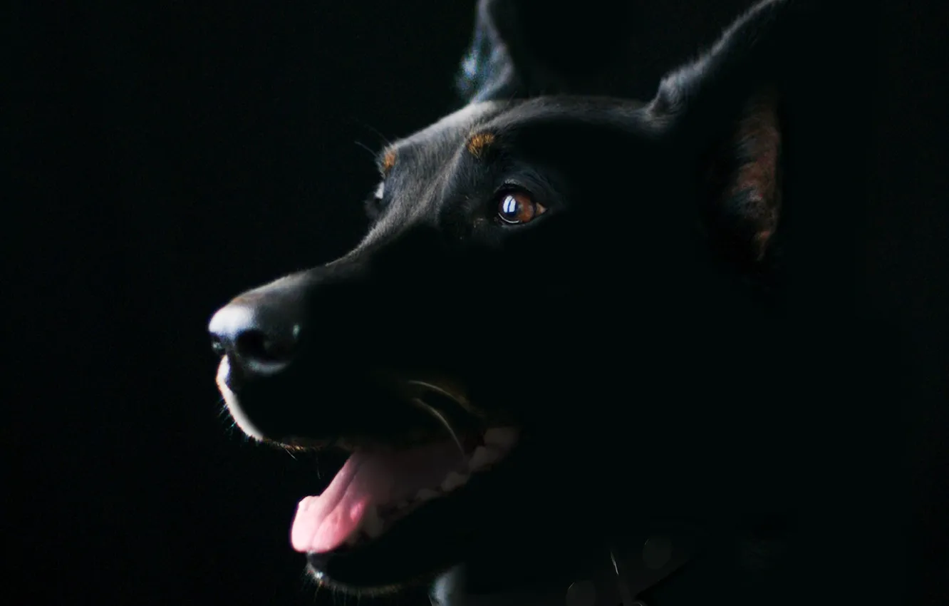 Wallpaper pet, doberman, guard dog images for desktop, section собаки -  download