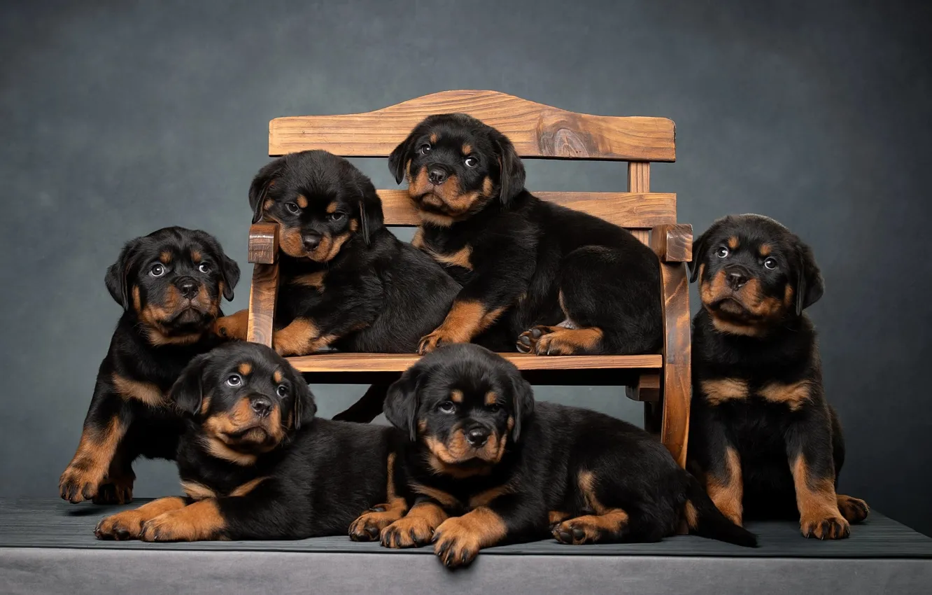 Photo wallpaper dogs, bench, background, puppies, Rottweilers, Svetlana Pisareva
