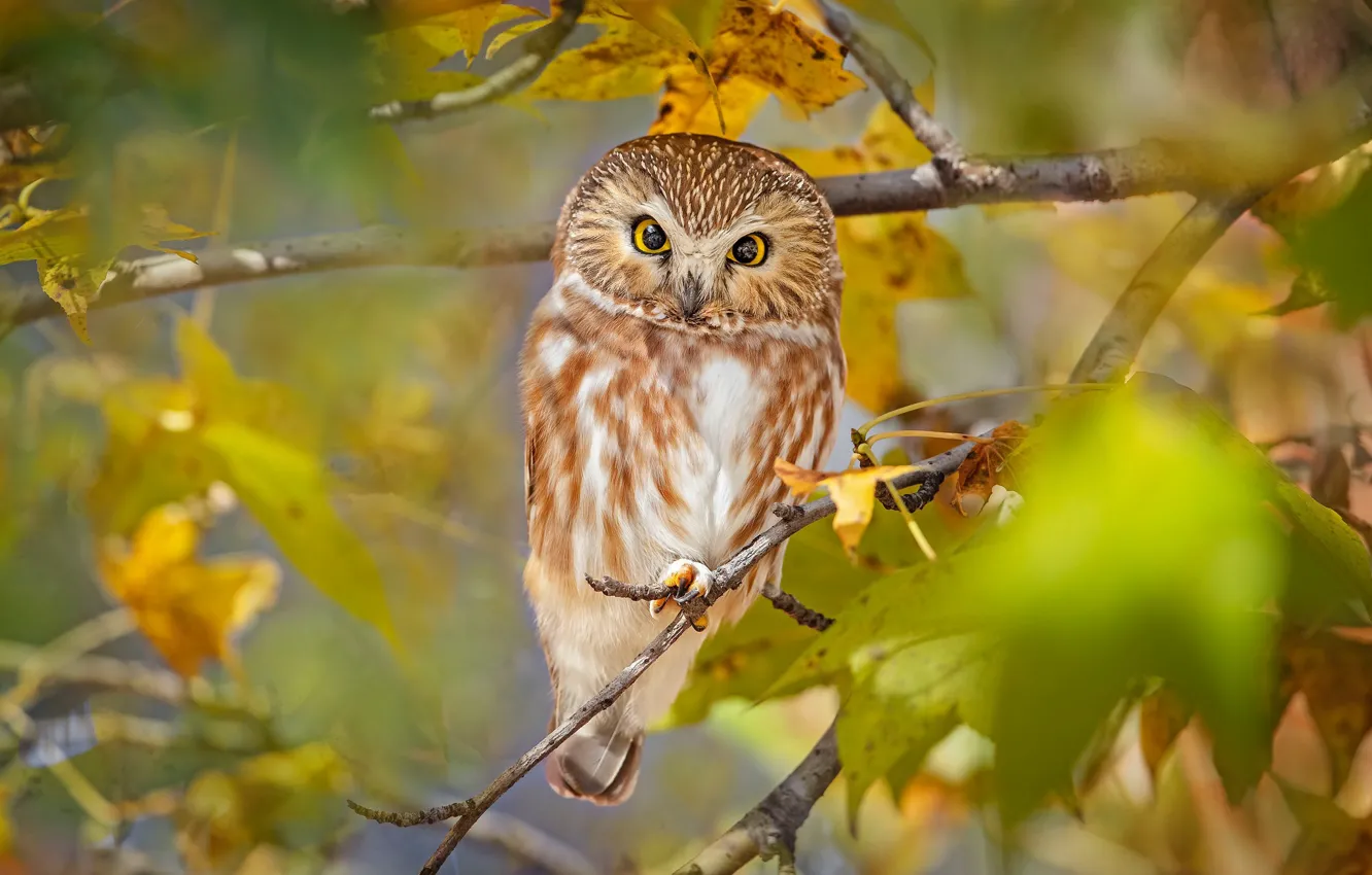 Photo wallpaper look, branches, owl, bird, North American boreal owl