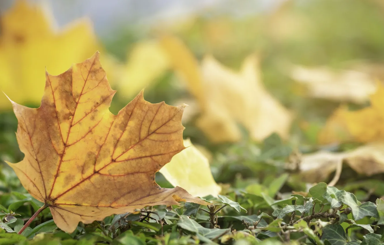 Photo wallpaper autumn, leaves, yellow, colorful, maple, yellow, autumn, leaves, autumn, maple