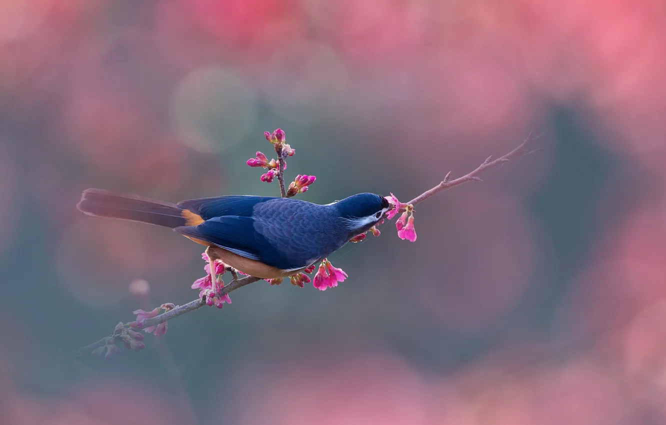 Photo wallpaper background, bird, Sakura, Белоухая цветная тимелия