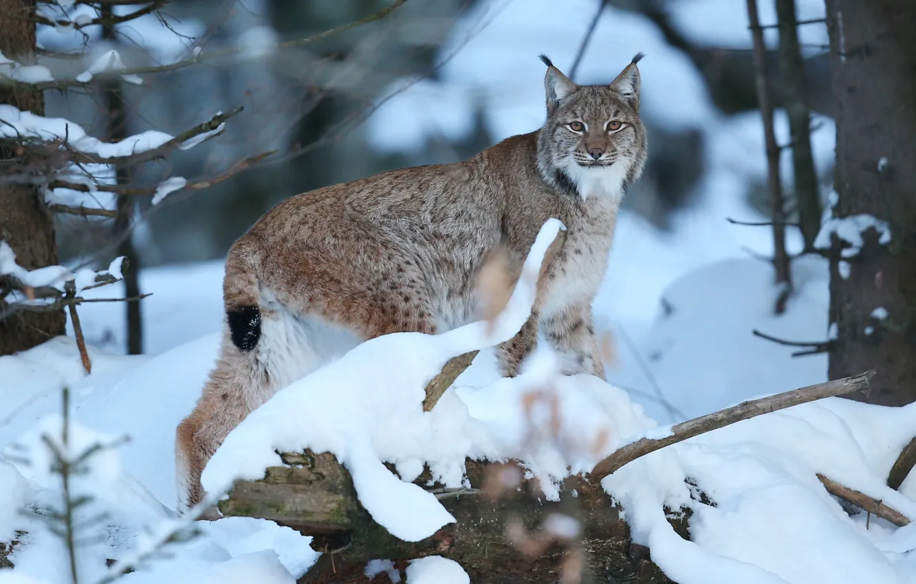 Photo wallpaper winter, forest, look, snow, lynx, wild cat
