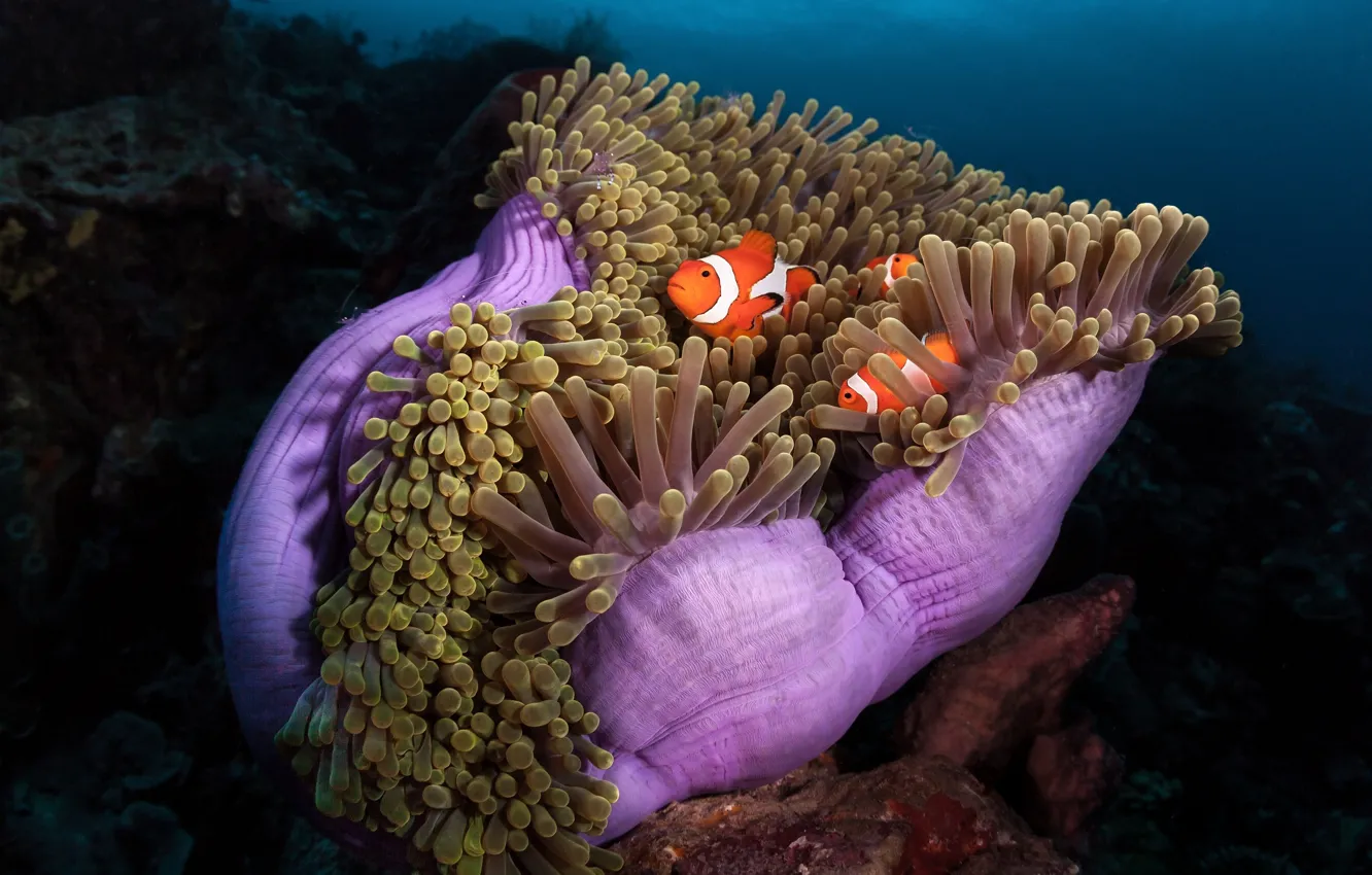Photo wallpaper sea, fish, the ocean, fish, under water, sea anemones, coral polyps, sea anemones, Clown fish, …