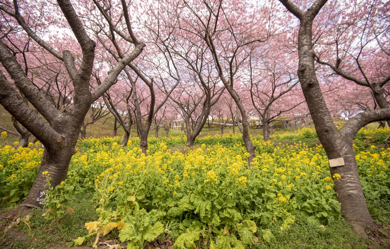 Photo wallpaper trees, flowers, Park, spring, Sakura, flowering, pink, blossom, park, tree, sakura, cherry, spring