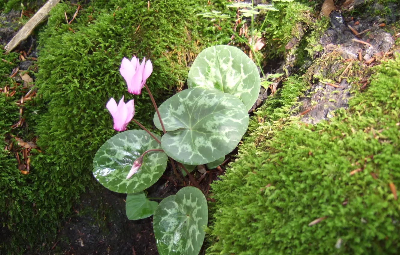 Photo wallpaper forest, summer, nature, stones, cyclamen
