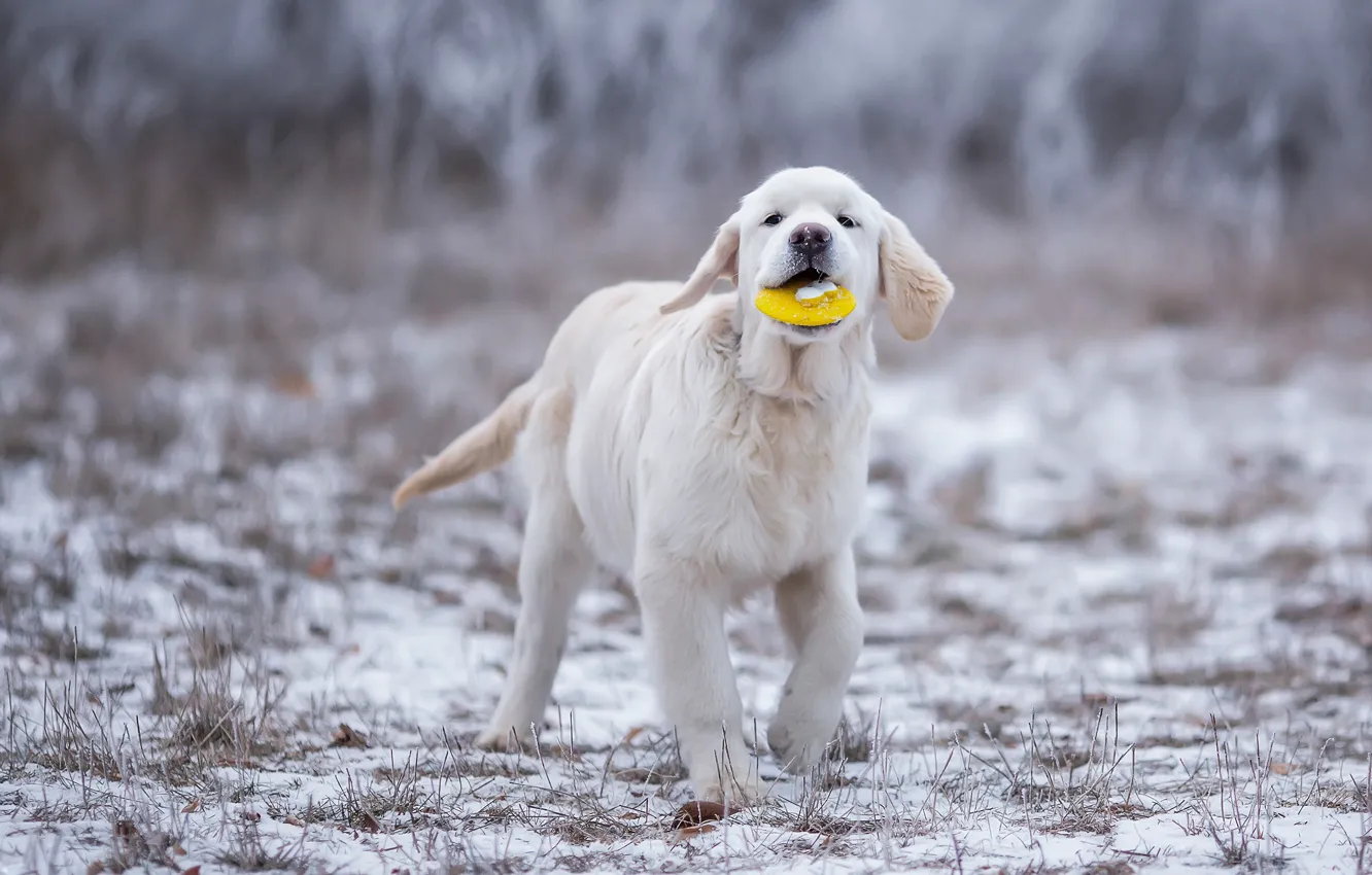 Photo wallpaper winter, field, grass, look, snow, pose, toy, the game, dog, paws, puppy, walk, Labrador, Golden, …