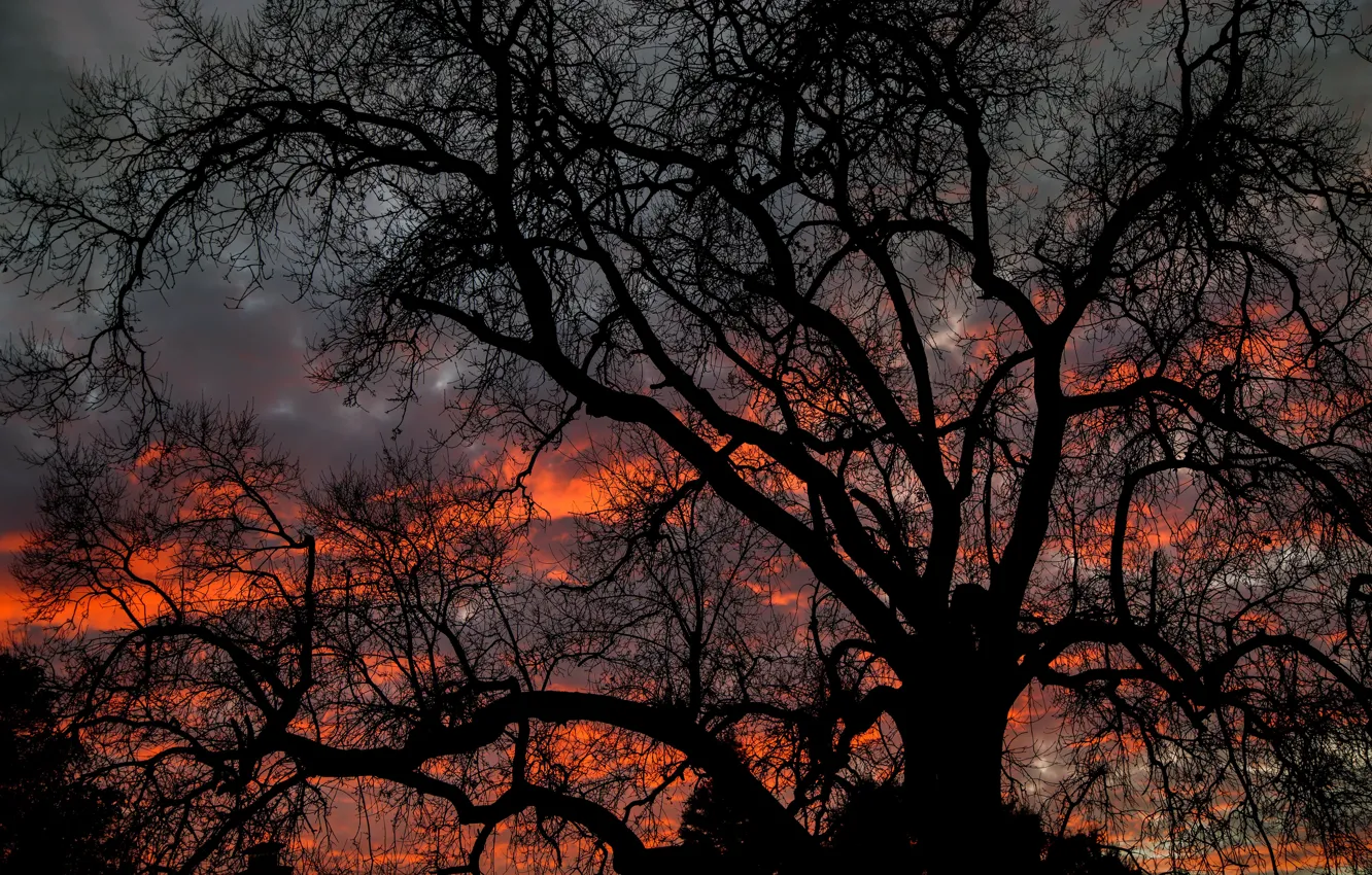 Wallpaper dark, twilight, sky, nature, sunset, clouds, tree, dusk,  branches, 5k hd background images for desktop, section природа - download