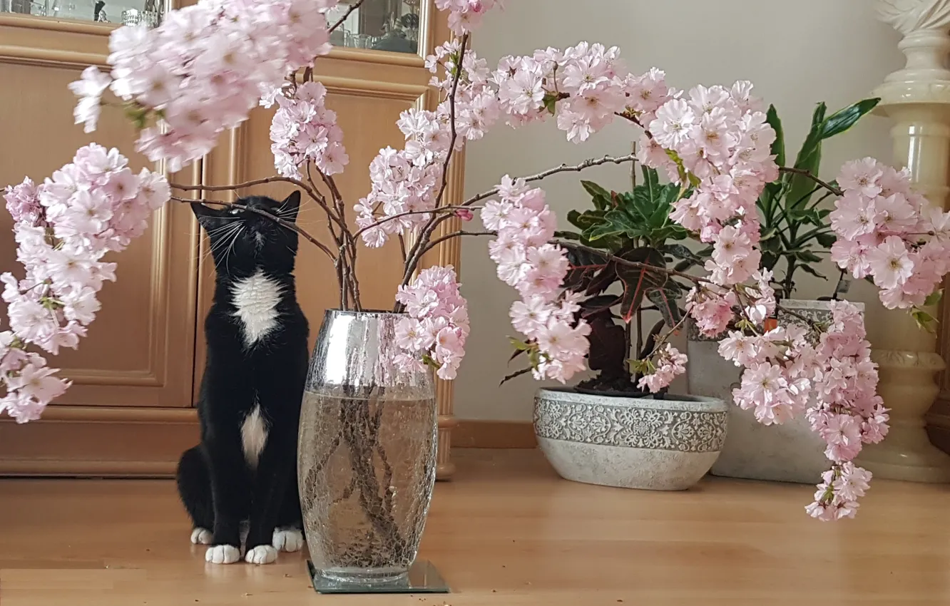 Photo wallpaper cats, flowers, pink, Sakura