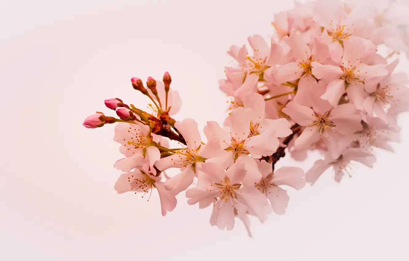 Wallpaper flowers, branch, spring, Sakura, light background, flowering, pale  pink images for desktop, section цветы - download