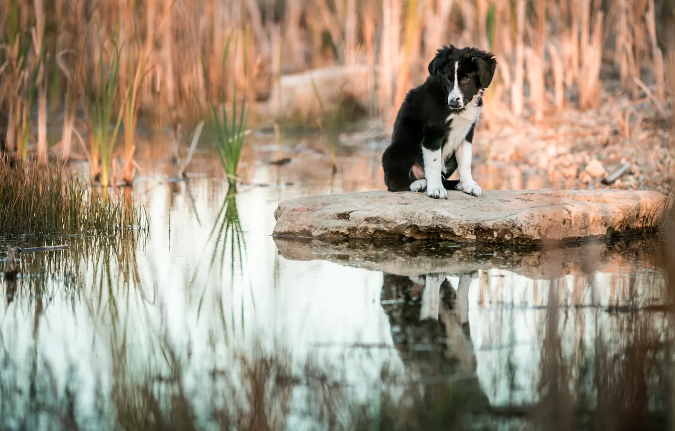 Photo wallpaper grass, water, reflection, stone, dog, baby, puppy, pond, the border collie