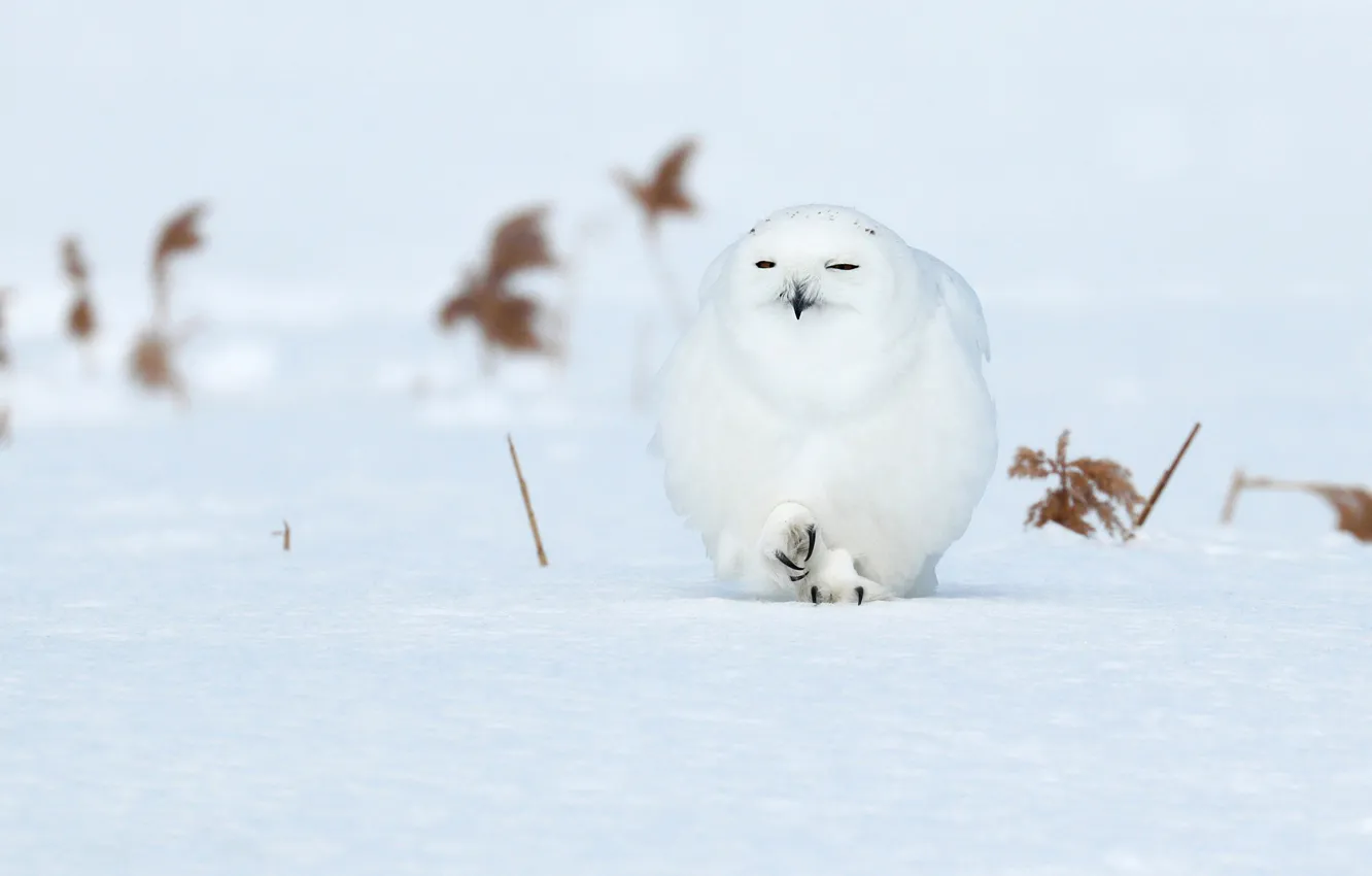 Photo wallpaper winter, field, snow, owl, bird, claws, white, polar